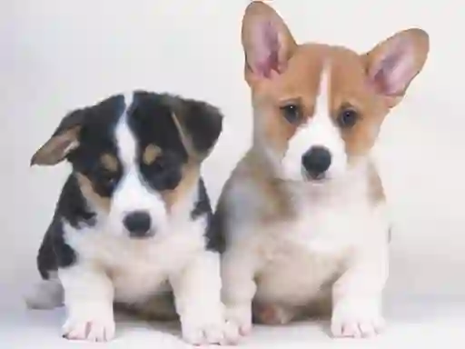 Cluiche Cute Puppies Puzzle ar líne