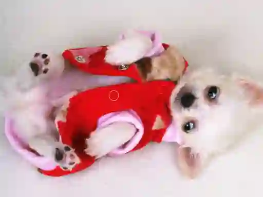 Cluiche Lovely Puppy Slide ar líne