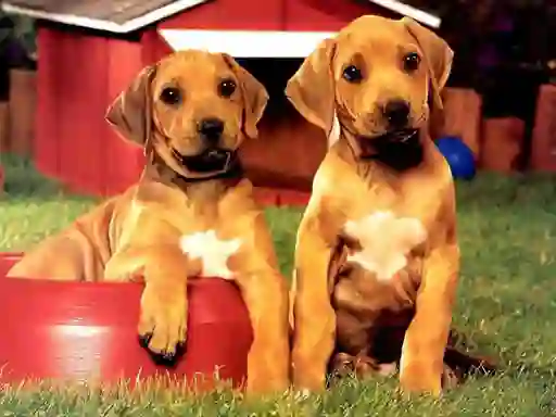 Cluiche Puppy Pairs Puzzle ar líne