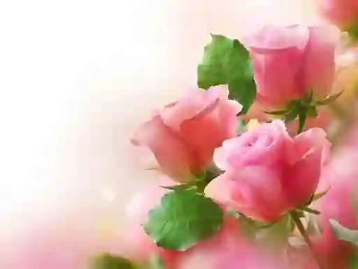 Cluiche Pink Roses ar líne