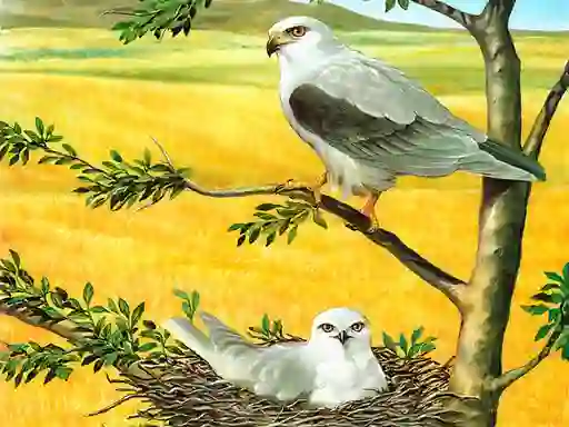 Cluiche Birds Of Prey Puzzle ar líne