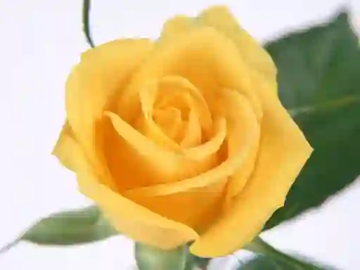 Cluiche Yellow Roses ar líne