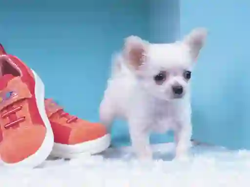 Cluiche Lovely Puppy Puzzle ar líne