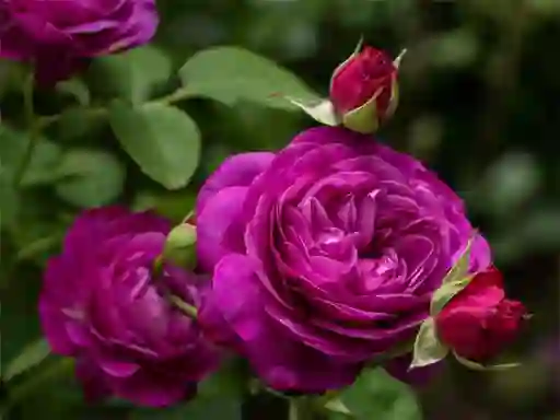 Cluiche Purple Roses ar líne