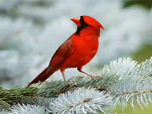 Cluiche Birds Puzzle ar líne