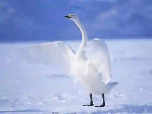 Cluiche Graceful Swans ar líne