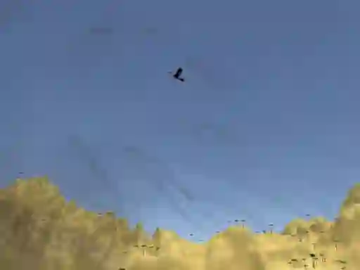 Cluiche Toucan Shooter ar líne