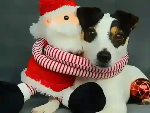 Cluiche Funny Christmas Dogs ar líne