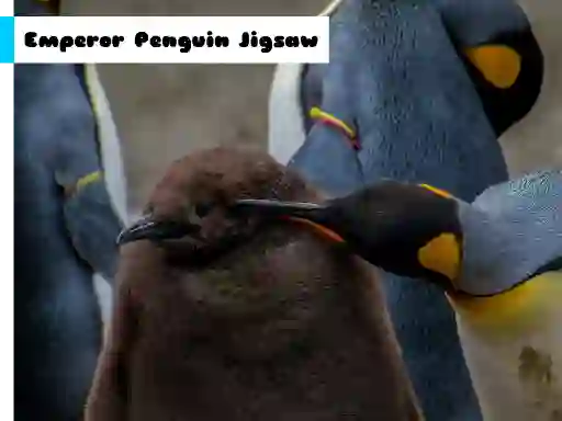 Cluiche Emperor Penguin Jigsaw ar líne