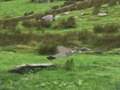 Cluiche Pigeons Fiach  ar líne