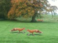 Cluiche Sionnach fiach ar líne