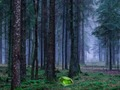Cluiche Luí na gréine Mystical san fhoraois  ar líne