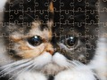 Cluiche Puzal Jigsaw Cats Coimhthíocha  ar líne