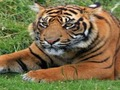 Cluiche Trivia ZOO  ar líne