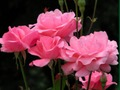 Cluiche Rósanna Pink  ar líne