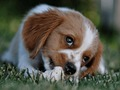 Cluiche Jigsaw doggy ar líne
