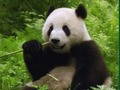Cluiche Puzal Pandas  ar líne
