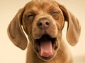 Cluiche Doggy Greannmhar  ar líne