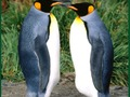 Cluiche Puzal Penguin  ar líne