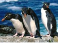 Cluiche Sleamhnán Penguins  ar líne