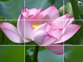 Cluiche Bláthanna Lotus  ar líne