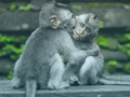 Cluiche Jigsaw Chimpanzee  ar líne