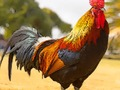 Cluiche Puzal Éin Intíre  ar líne