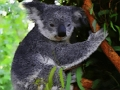 Cluiche Béar gleoite Koala Baby  ar líne