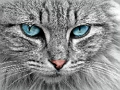 Cluiche Míreanna mearaí Cat Eye  ar líne