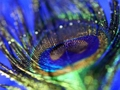Cluiche Jigsaw Cleite Peacock  ar líne