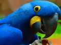 Cluiche Puzal Éan Parrot  ar líne