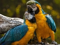 Cluiche Jigsaw Parrot  ar líne