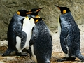 Cluiche Jigsaw Rí Penguin  ar líne