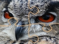 Cluiche Jigsaw owl fiáin  ar líne