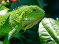 Cluiche Iguana Fiáin  ar líne