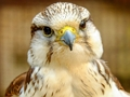 Cluiche Jigsaw Gyrfalcon  ar líne