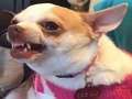Cluiche Cén madra meme atá tú?  ar líne