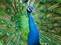Cluiche Jigsaw Peacock  ar líne