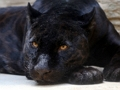 Cluiche Jigsaw Panther Dubh  ar líne