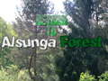 Cluiche Fill ar ais go Alsunga Forest  ar líne