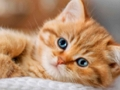 Cluiche Bailiúchán Jigsaw Puzzle Kittens  ar líne