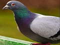 Cluiche Puzal Jigsaw Pigeon  ar líne
