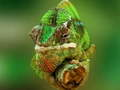 Cluiche Jigsaw Chameleon  ar líne