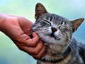 Cluiche Cat tic  ar líne