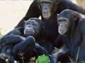 Cluiche Cluiche Éalú Jungle Chimpanzee Greannmhar  ar líne