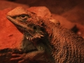 Cluiche Jigsaw Lizard Dragon  ar líne