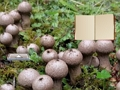 Cluiche Cluiche Éalú Talún Muisiriún Lycoperdon  ar líne