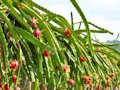 Cluiche Cluiche Dragon Fruit Escape Ainmhithe  ar líne
