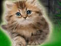 Cluiche Cúpla Kitten Escape  ar líne