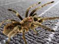 Cluiche Cluiche Spider Hidden Difríocht ar líne  ar líne